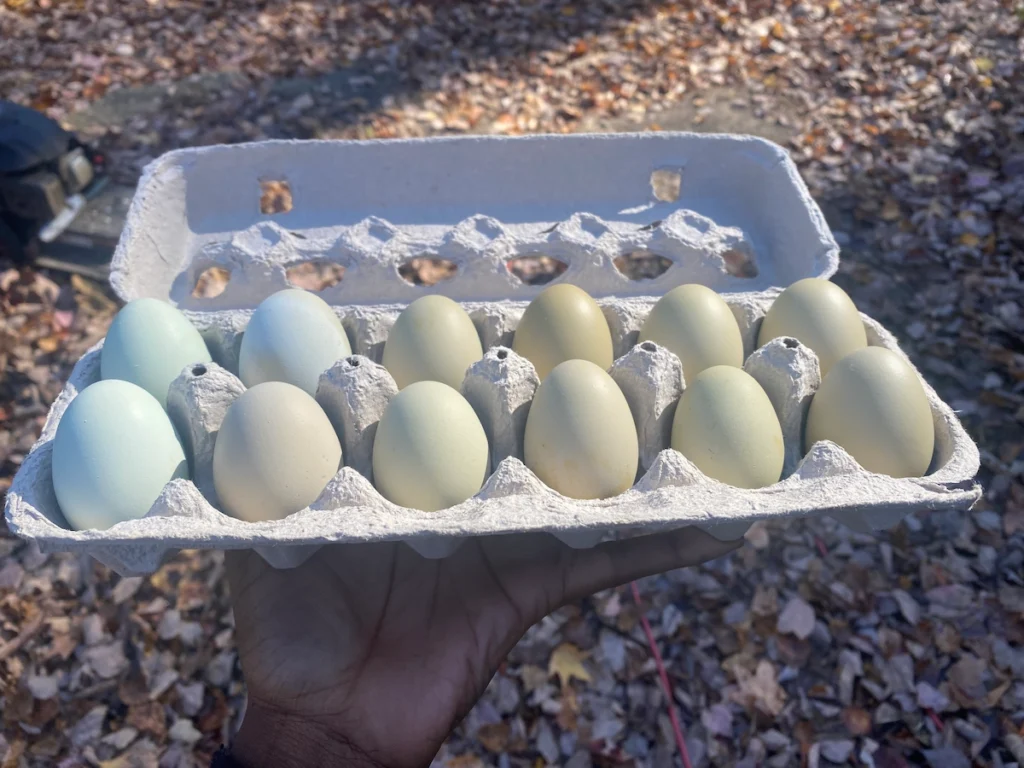 One tray of colorful eggs.